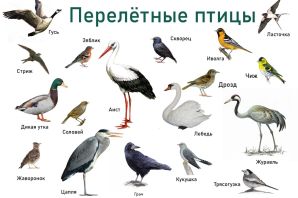 Перелетные птицы россии