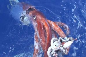 Щупальца гигантского кальмара