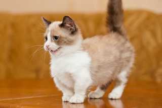 Кошка с короткими лапами порода манчкин