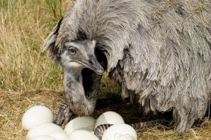 Детеныш страуса
