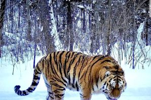 Надцарство амурского тигра