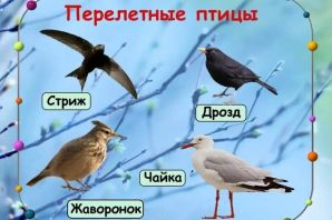 Прилетные птицы