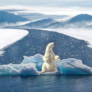 Медведи на северном полюсе