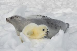 Бельки тюленя