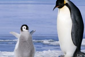 Самый крупный пингвин
