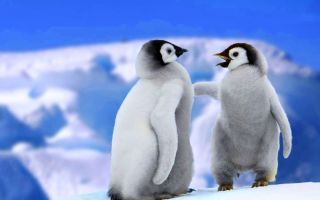 Обычный пингвин