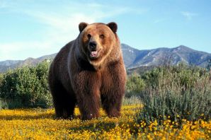 Медведь гигант