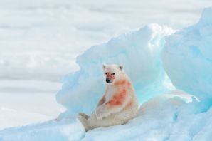 Животные арктики и антарктики