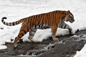 Самый большой амурский тигр