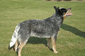 Австралийский келпи породы пастушьих собак