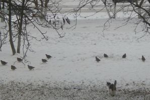 Следы куропатки на снегу