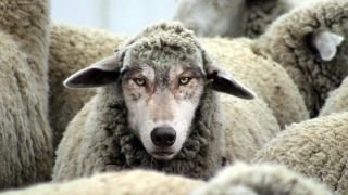 Волк среди овец