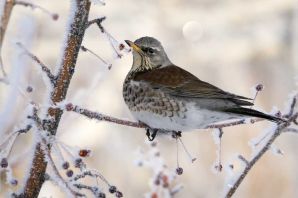 Зимующие птицы в башкирии