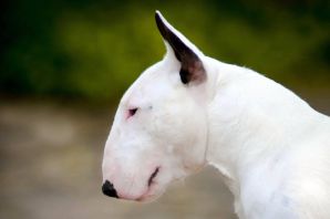 Бойцовская собака с длинным носом
