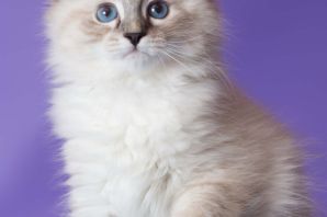 Невская маскарадная кошка котята