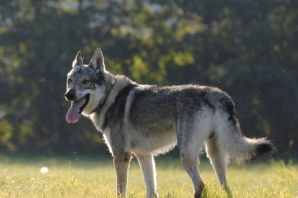Чехословацкая волчья собака щенки