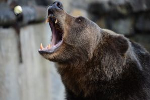 Самый агрессивный медведь