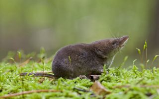 Мышь с острым носом