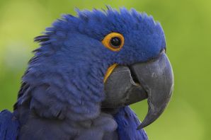 Голубой ара домашние попугаи