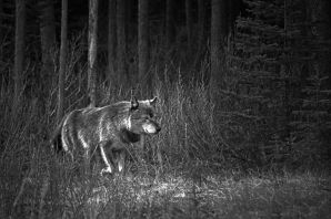 Волки в ночных лесах