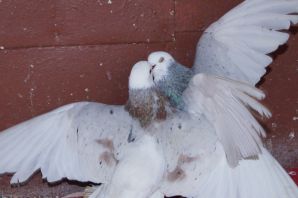 Армянские бойные голуби