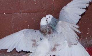 Армянские бойные голуби