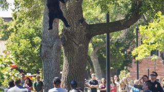Медведь лезет на дерево