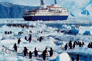 Пингвины антарктики