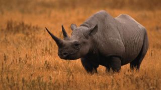 Конечность носорога