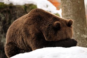 Спячка медведя зимой
