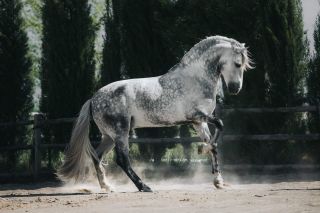 Русская серебристая лошадь