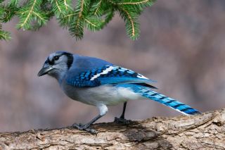 Коричневая птица с голубыми перьями на крыльях