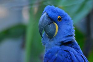 Голубые попугаи ара