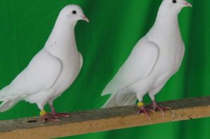 Белые бакинские голуби