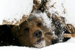 Медведь спящий в берлоге