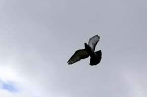 Старониколаевские торцовые голуби