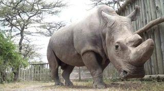 Самый большой носорог
