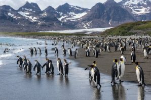 Миграция пингвинов