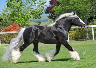 Шварцвальдская лошадь