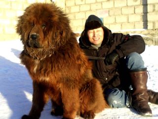 Монгольская собака
