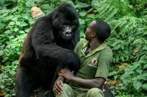 Самая большая горилла