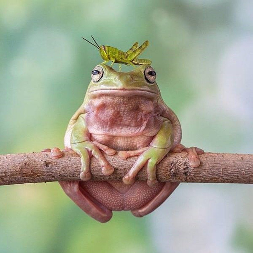 Смешные жабки