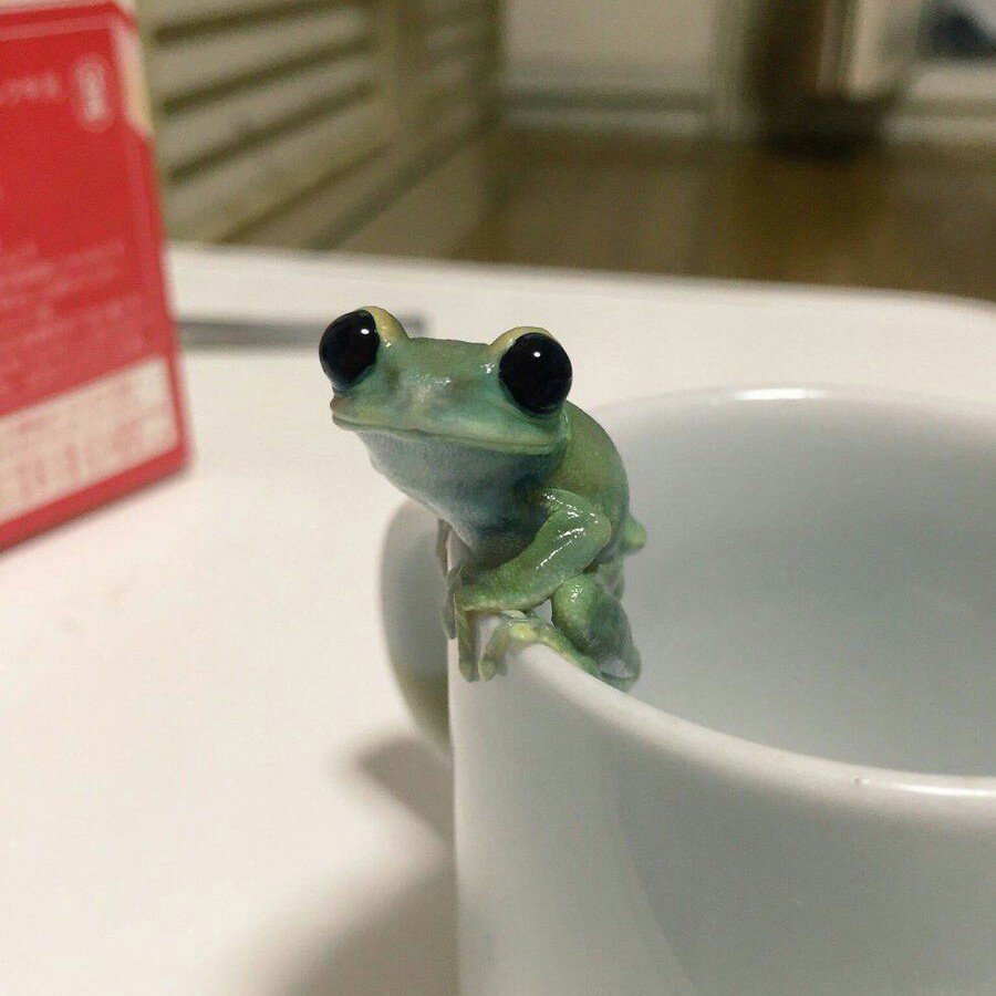 Лягушка в кружке