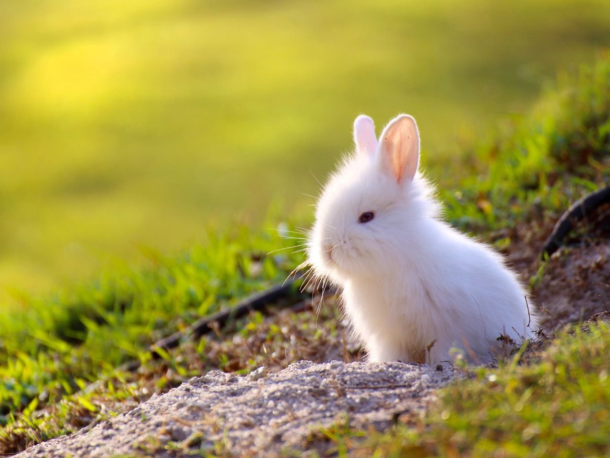 Милые зайчики