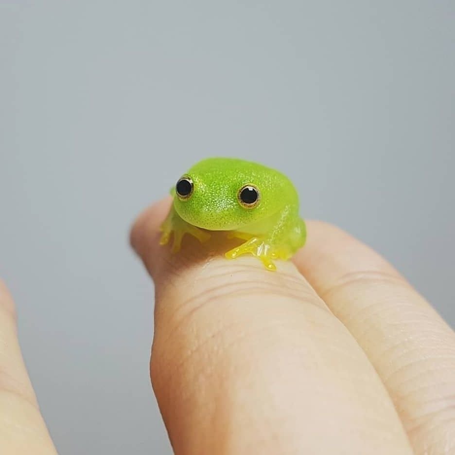 Маленькие лягушки