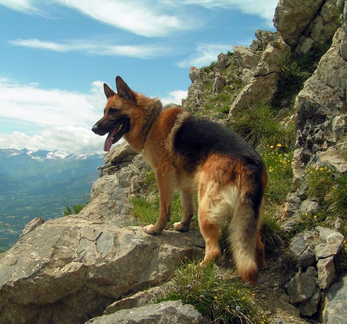 Немецкая овчарка босс