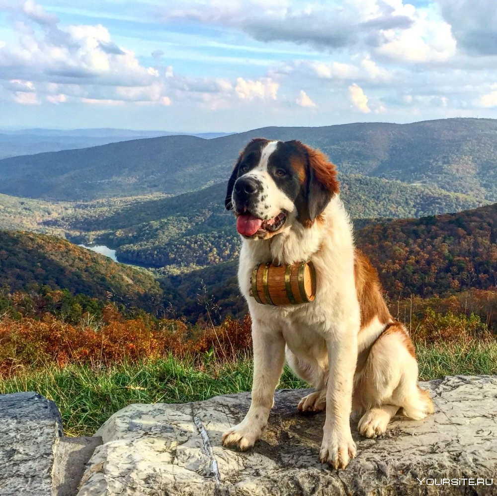 Пиренейская Горная овчарка