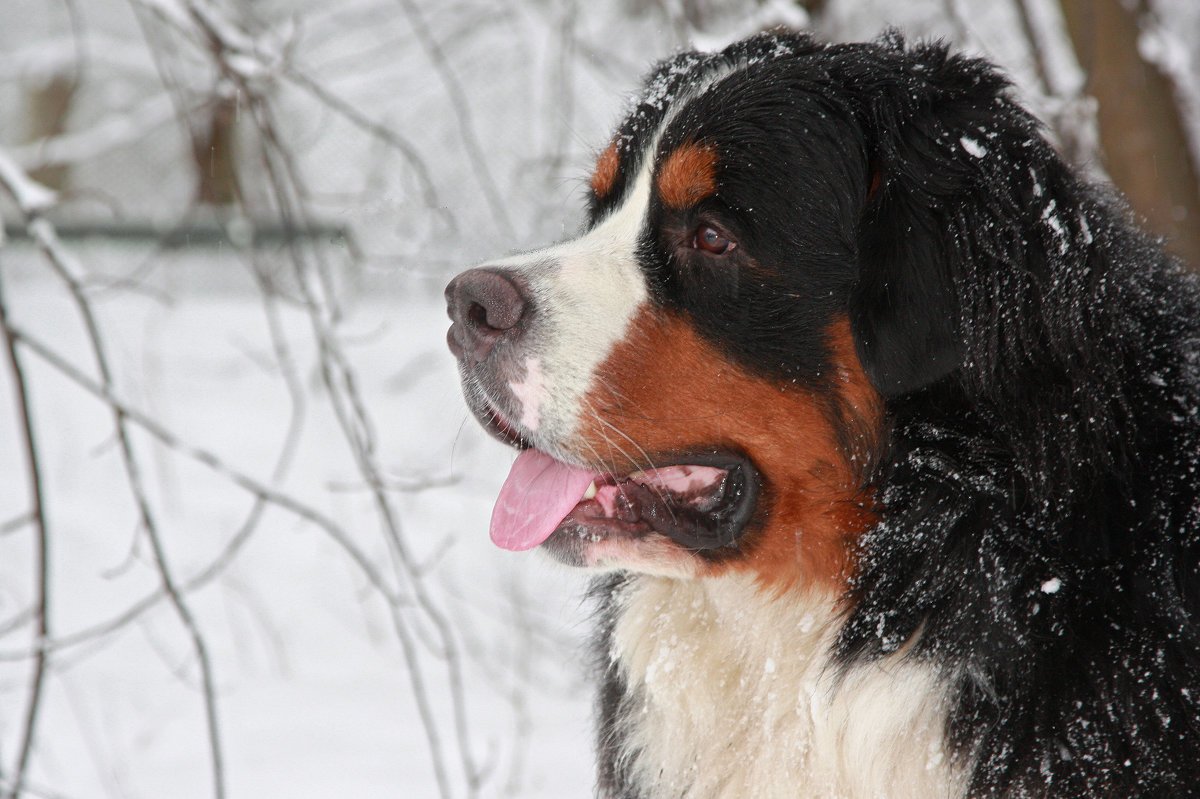 Бернский зенненхунд зимой