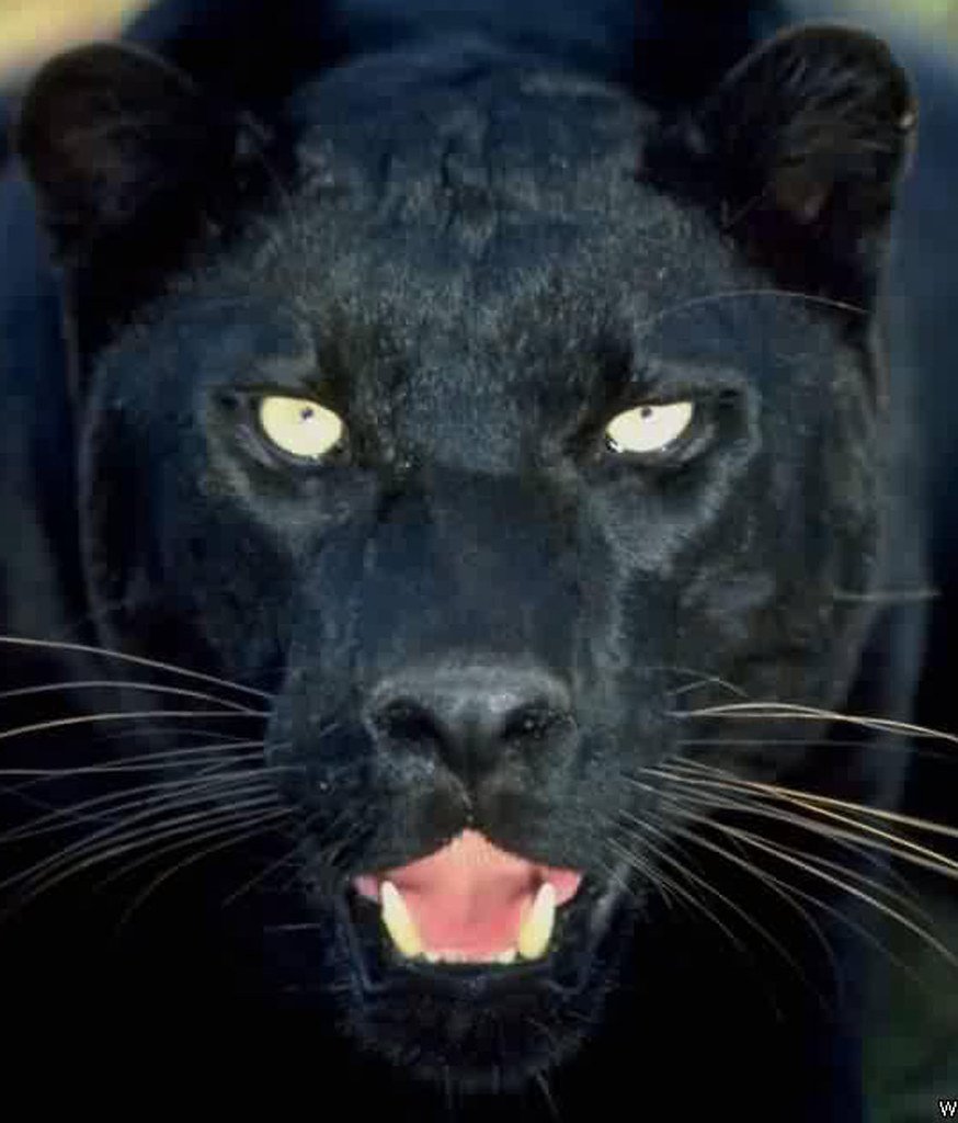 Глаза пантеры