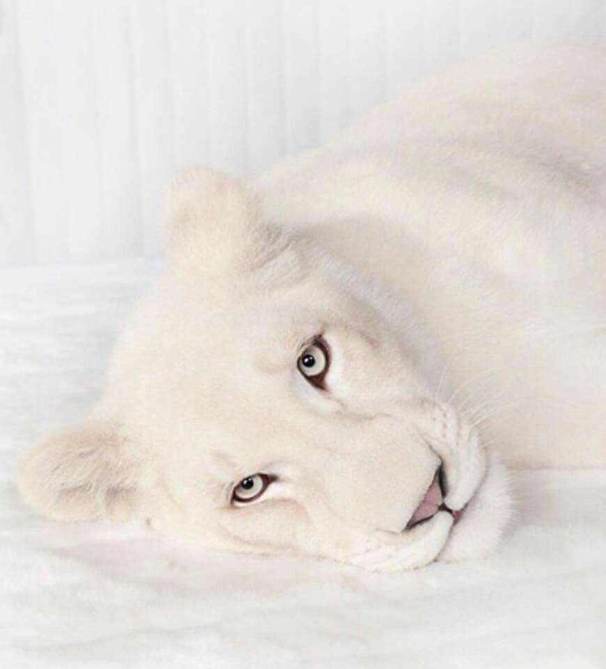 Белая пантера